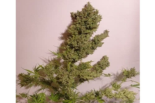 auto malawi nl feminized seeds
