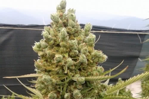 auto malawi x nl strain plant by ace seeds