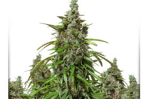 auto mazar strain plant by dutch passion