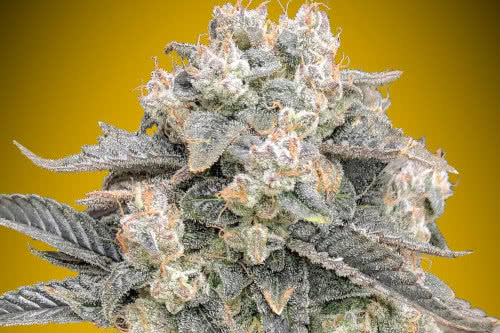 auto mimosa strain by 00 seeds