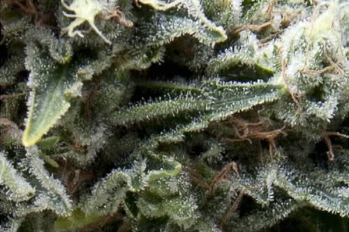 auto new york city strain by pyramid seeds