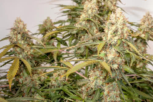 auto night queen strain plant by dutch passion