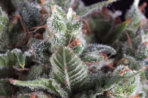 auto olympia strain by pyramid seeds