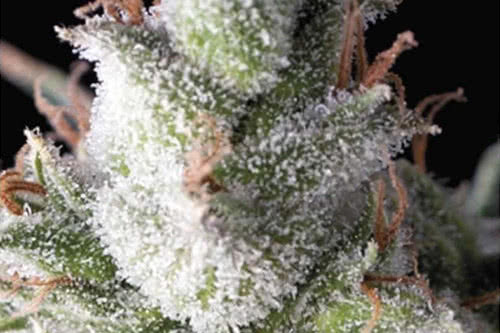 auto ramses strain by pyramid seeds