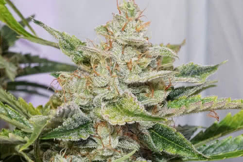 auto skywalker haze strain plant by dutch passion