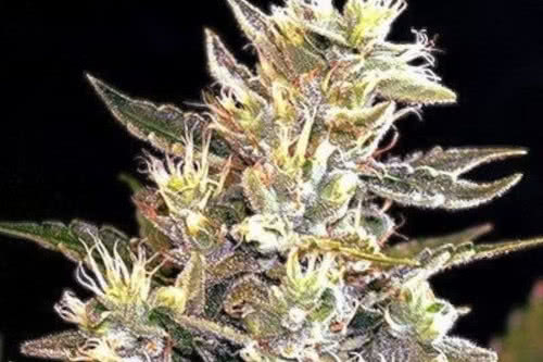 auto sunset vibes strain by g13 labs