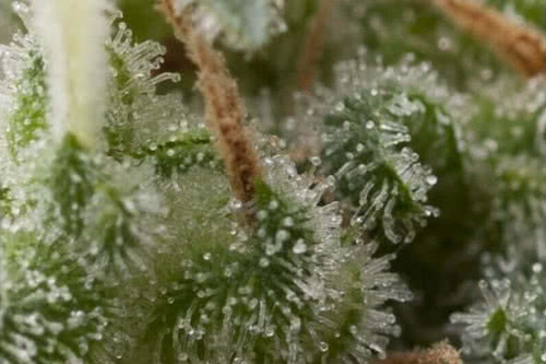 auto super hash strain by pyramid seeds