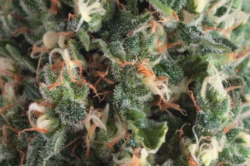 auto super og kush strain by pyramid seeds