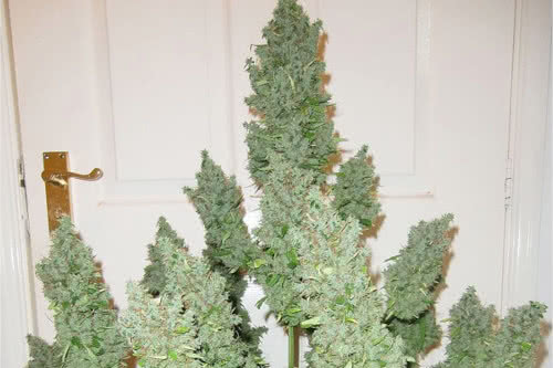 auto ultimate strain plant by dutch passion