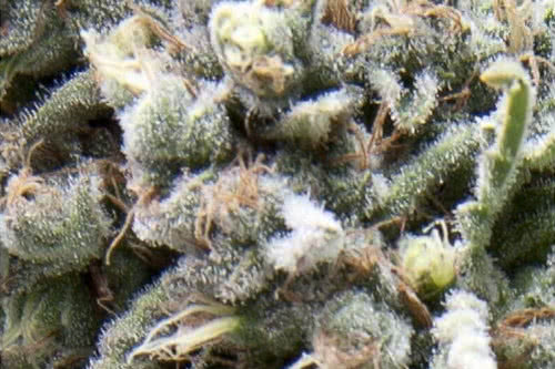 auto white widow strain by pyramid seeds