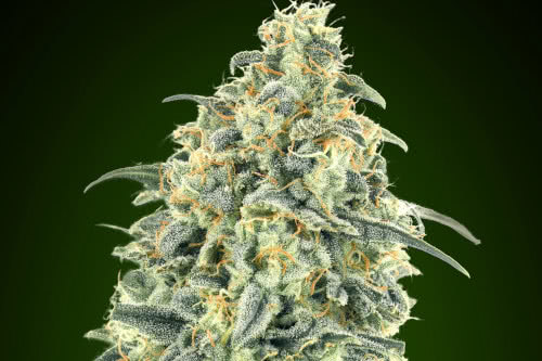 auto white widow xxl strain by 00 seeds