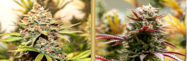 autoflower vs photoperiod cannabis plants side by side