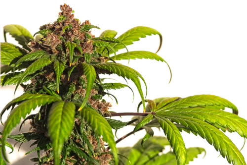 autoflowering cannabis plant with purple buds