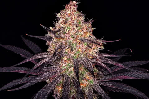 ayahuasca purple indica strain plant by barneys farm