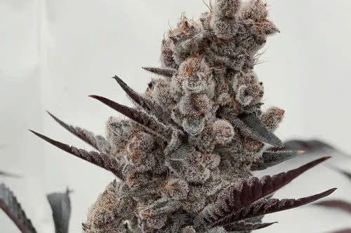 bahama mama s1 strain plant by solfire gardens