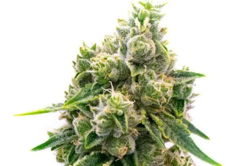 baked apple strain by homegrown cannabis