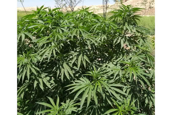 balkhi afghan landrace strain plant by the real seed co