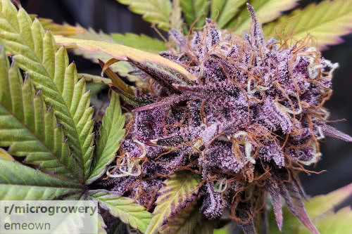 banana cake strain plant by in house genetics