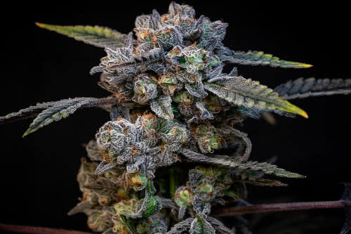 banana cream pop strain by compound genetics