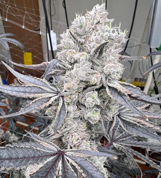 banana daddy, ethos genetics, grown by reddit user