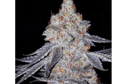 banana daddy r1 strain plant by ethos genetics