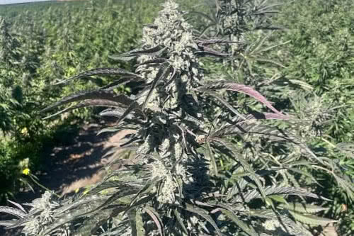 banana foster strain plant by trilogene seeds