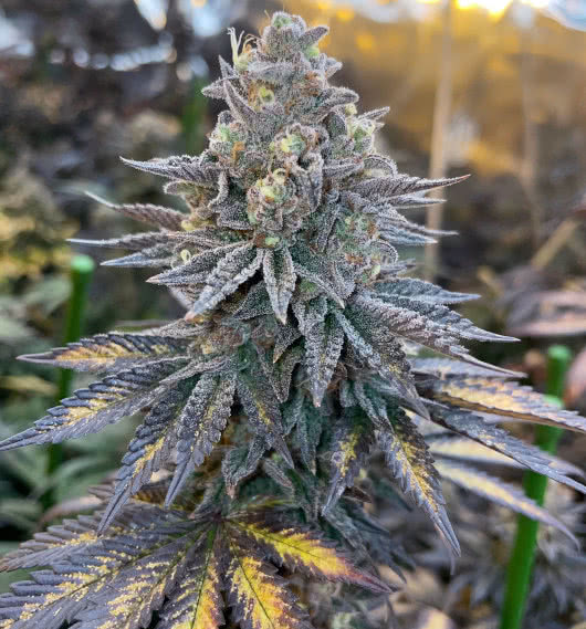 banana hammock, ethos genetics, grown by reddit user