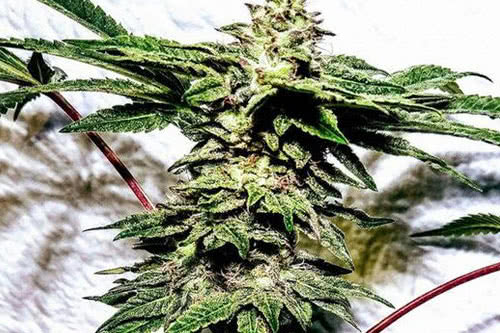 banana ice cream feminized seeds