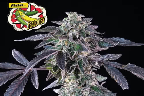 banana jealousy exotic strain weed plant