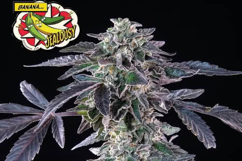 banana jealousy feminized seeds cannabis plant