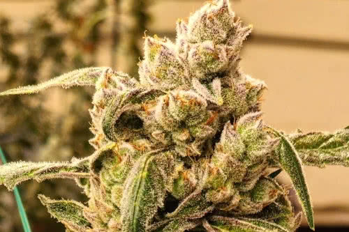 banana jealousy ibl auto strain plant by ethos genetics