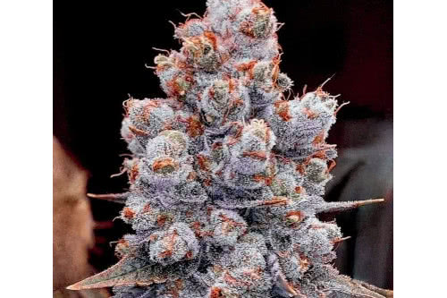 banana jealousy rf3 autoflower strain plant by ethos genetics