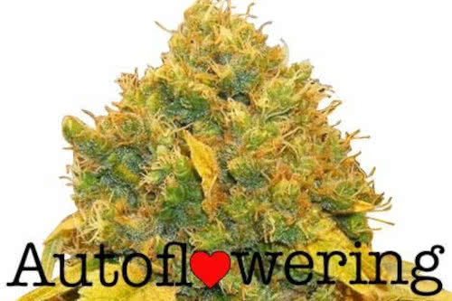 banana kush auto by ILGM