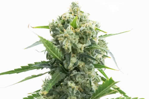 banana kush autoflower strain by homegrown cannabis