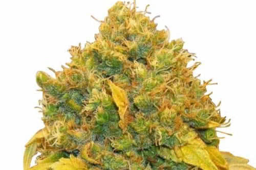 banana kush strain by ilgm