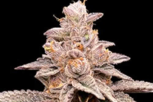 banana latte strain by g13 labs