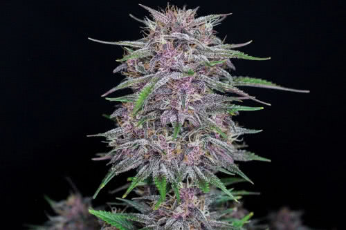 banana purple punch auto exotic strain weed plant