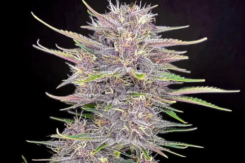 banana purple punch auto strain plant by fast buds