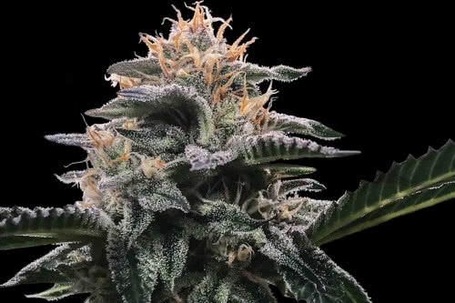 banana sorbet strain by dna genetics