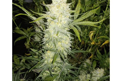 bananacane strain plant by in house genetics