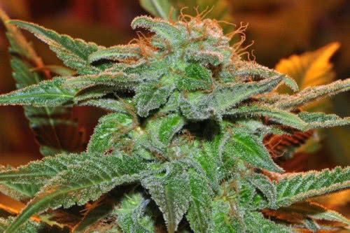 bangi haze strain plant by ace seeds