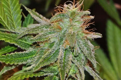 bangi haze strain by ace seeds