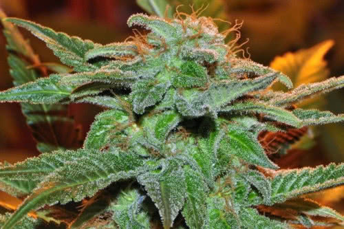 bangi haze cannabis plant bud closeup by ace seeds