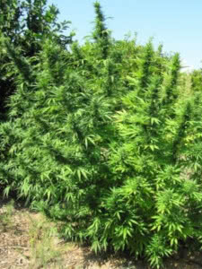 bangi haze hybrid strain of weed