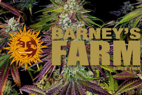 barneys farm logo and cannabis plant