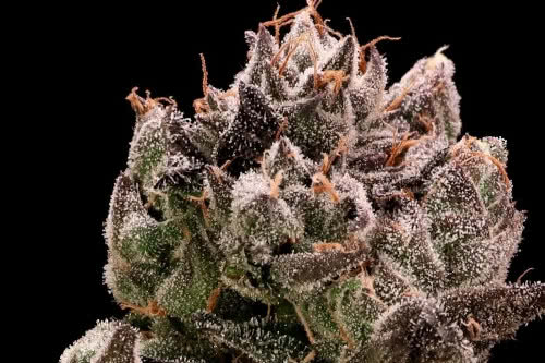 bazooka punch strain plant by seed supreme