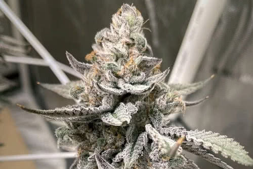 beaver cookies strain plant by elev7 seeds