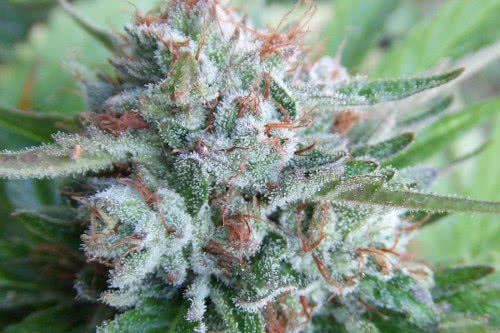 bellini strain by the cali connection