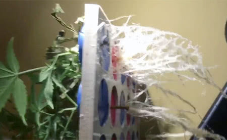 thriving roots from an aeroponic cloning machine for cannabis