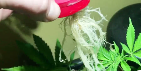 roots of cannabis clone closeup, propagated via aeroponic cloner